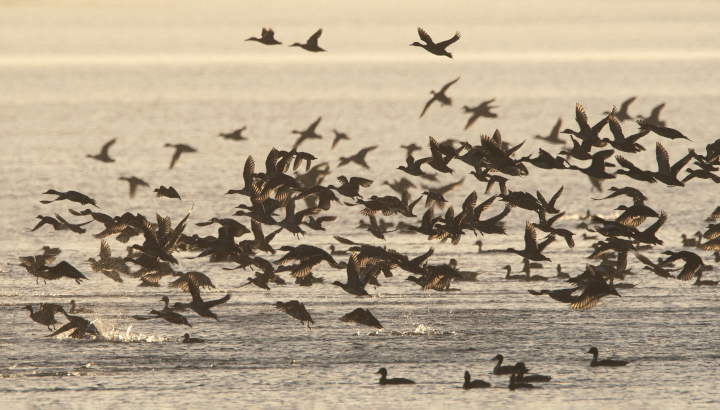 Les oiseaux de la prairie de La Palu au crépuscule
